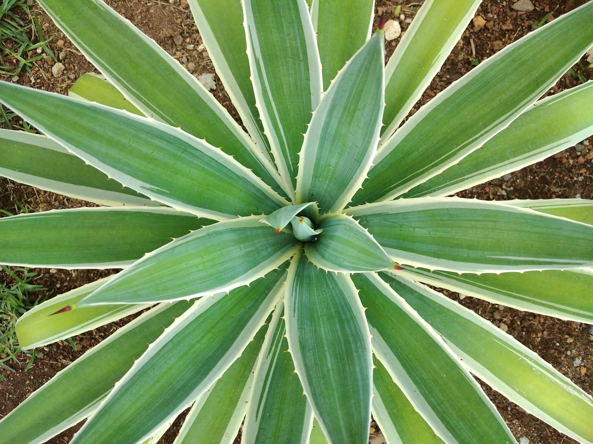 Agave angustifolia
